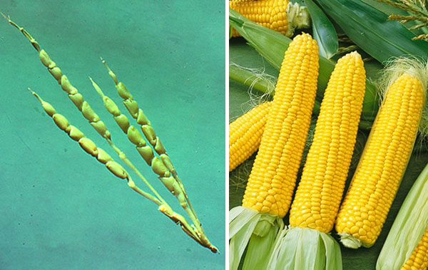 Non GMO vs GMO corn