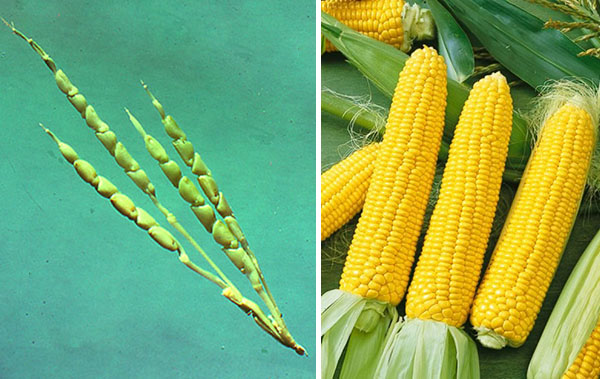 Non GMO vs GMO corn